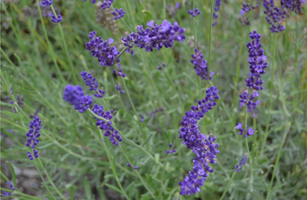 Lavandula angustifolia 'Hidcote'