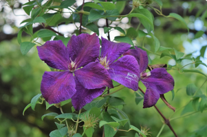 Clematis 'Polish Spirit'