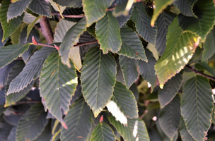 Carpinus betulus 'Fastigiata'