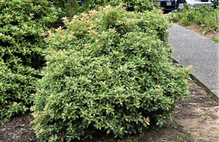 Osmanthus heterophyllus 'Goshiki'