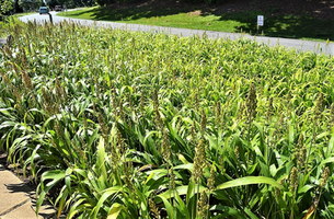 Sorghum bicolor