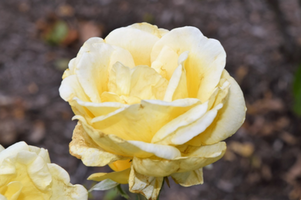 Rosa 'Sunshine Daydream'