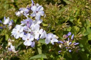 Phlox paniculata 'Blue Flame'