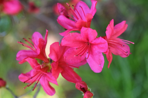 Rhododendron × obtusum 'Amoenum'