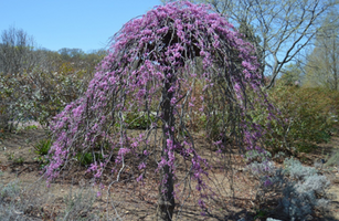 Cercis canadensis 'Lavender Twist'