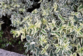 Diervilla sessilifolia 'Cool Splash'