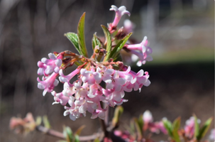 Viburnum × bodnantense 'Dawn'