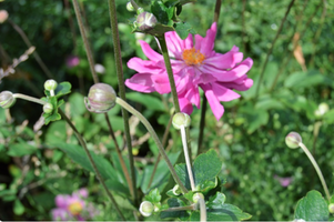 Anemone hupehensis var. japonica 'Prinz Heinrich