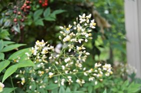 Nandina domestica