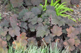 Heuchera 'Cappuccino'