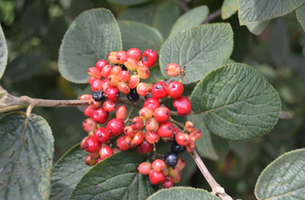 Viburnum lantana 'Mohican'