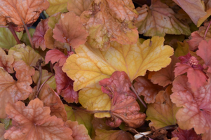 Heuchera 'Champagne'