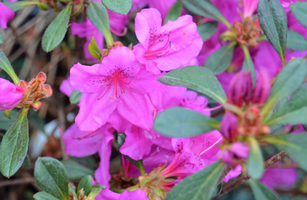 Rhododendron 'Karens'