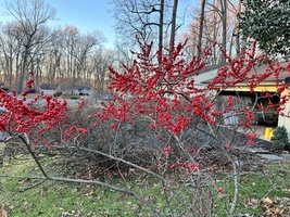 Ilex verticillata