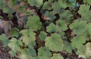 Heuchera 'Peach Melba'