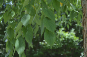 Gymnocladus dioicus 'Espresso'