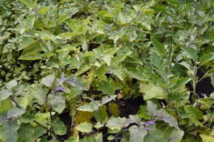 Solanum melongena