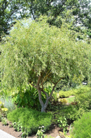 Salix 'Scarcuzam'