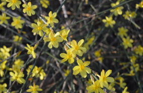 Jasminum nudiflorum