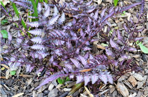 Athyrium niponicum var. pictum