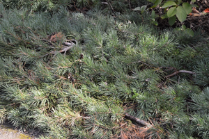 Pinus sylvestris 'Albyns'