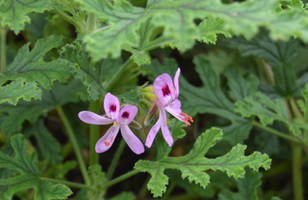 Pelargonium sp.