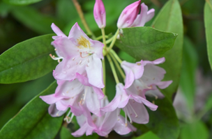 Rhododendron maximum