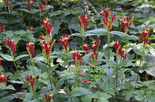 Spigelia marilandica