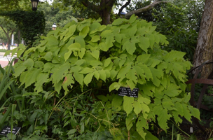 Aralia cordata