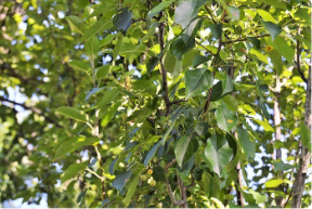 Malus 'Adirondack'