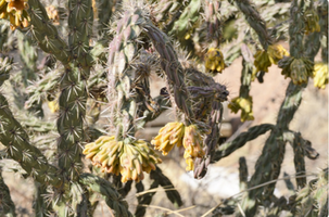 Cylindropuntia imbricata