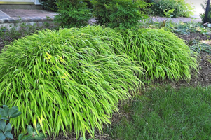 Hakonechloa macra 'All Gold'