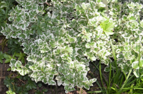 Euonymus fortunei 'Emerald Gaiety'