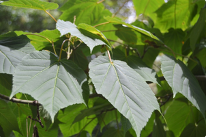 Acer tegmentosum