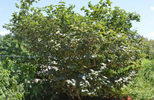 Viburnum x carlcephalum 'Cayuga'