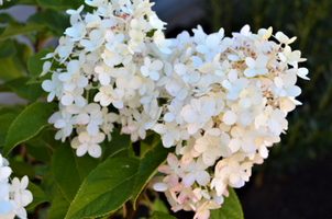 Hydrangea paniculata 'Limelight'