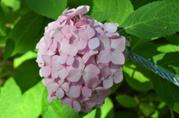 Hydrangea macrophylla 'Glowing Embers'