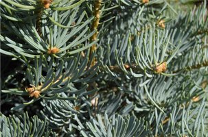 Abies concolor 'Compactor'