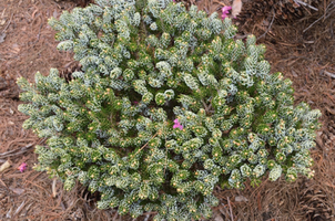 Abies koreana 'Kohout's Ice Breaker'