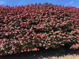 Euonymus alatus 'Compactus'