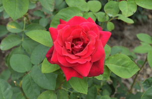 Rosa 'Chrysler Imperial'