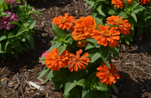 Zinnia elegans 'Short Stuff Mix'