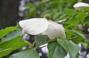 Cornus x 'Rutgan'