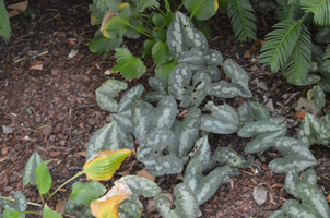 Asarum splendens 'Quicksilver'