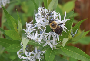 Amsonia tabernaemontana var. salicifolia