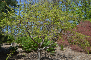 Carpinus betulus 'Pendula'