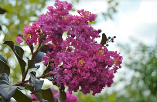 Lagerstroemia 'Plum Magic'