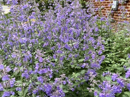 Nepeta racemosa 'Walker's Low'