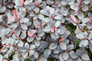 Berberis thunbergii f. atropurpurea 'Concorde'