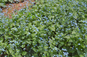 Brunnera macrophylla